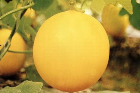 吃瓜国际动态原神视频,吃瓜国际动态，揭秘游戏背后的精彩故事