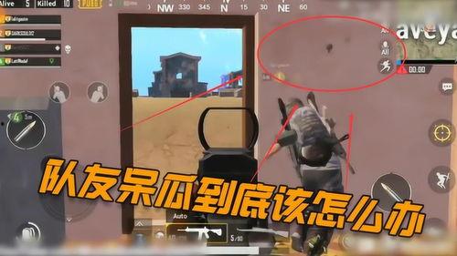 吃鸡呆瓜队友怎么玩的视频,轻松应对萌新队友的欢乐玩法