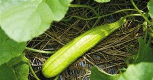 白瓜甜瓜籽可以吃吗视频,揭秘美味与营养的秘密