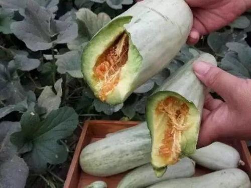 吃瓜的豌豆苗能吃吗视频,绿色蔬菜的新吃法