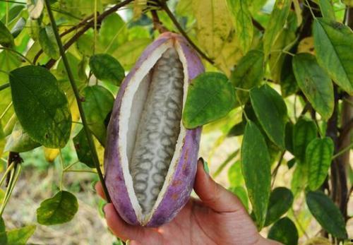 八月瓜筋怎么吃最好呢视频,解锁健康美味新方式