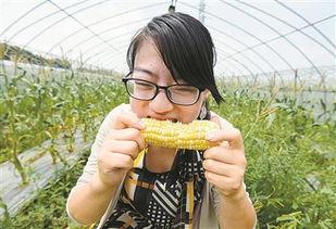 吃玉米瓜甜视频,揭秘甜蜜背后的种植奥秘