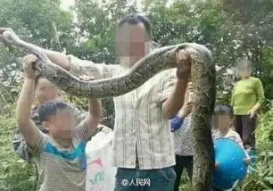 大花蟒吃瓜事件视频播放,蟒蛇界的“吃货”