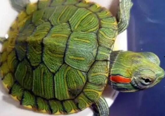 巴西乌龟吃瓜视频,一场跨物种的美食盛宴