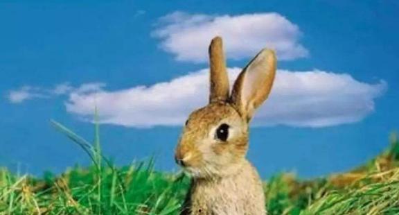 兔子吃不吃白瓜呢视频,白瓜在兔子饮食中的地位