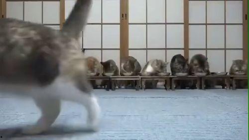 带你吃瓜猫叫声视频播放,带你领略萌宠的“吃瓜”瞬间