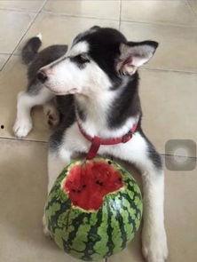 二哈主人吃瓜视频全集,笑料横生的欢乐时光回顾