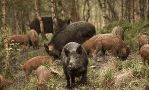 野猪吃佛手瓜视频大全,佛手瓜视频大全趣味盘点