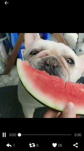 群众吃比心瓜视频真实,吃瓜也能如此欢乐？