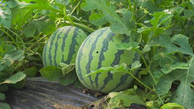 吃瓜西瓜被打掉视频是真的吗,真相揭秘