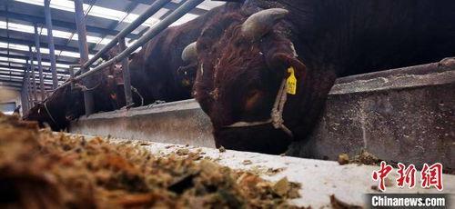 红牛吃瓜扮猪视频,一场爆笑的视觉盛宴