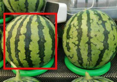 看吃瓜视频代表什么心理,揭秘看吃瓜视频背后的心理奥秘