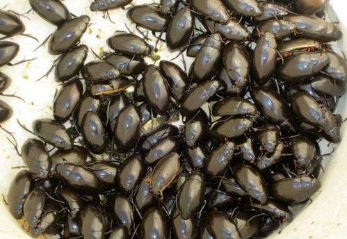 吃木鳖瓜的视频,一场味蕾的冒险之旅