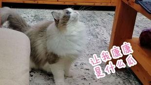 猫咪吃板栗瓜吗会死吗视频,揭秘致命风险