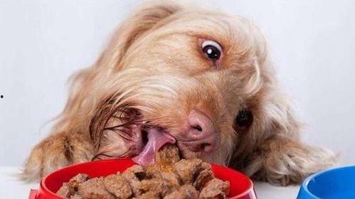 康县二狗吃瓜视频,揭秘农村生活的趣味瞬间