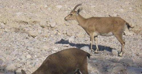 山羊吃哈密瓜吗好吗视频,一场意外的美味邂逅