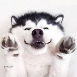 二狗子吃瓜群众视频大全,揭秘网络视频背后的趣味人生