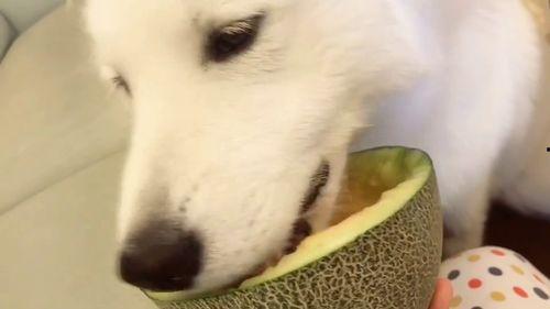 二狗子吃瓜群众视频大全,揭秘网络视频背后的趣味人生 第2张 二狗子吃瓜群众视频大全,揭秘网络视频背后的趣味人生 第2张