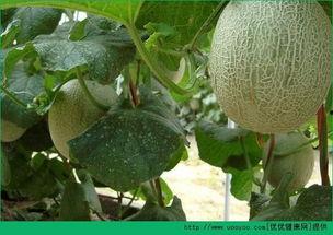 农村小胖吃哈密瓜的视频,哈密瓜甜蜜滋味引众人围观 第2张 农村小胖吃哈密瓜的视频,哈密瓜甜蜜滋味引众人围观 第2张