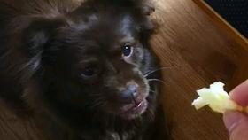 吃瓜狗子视频大全,视频大全趣味盘点