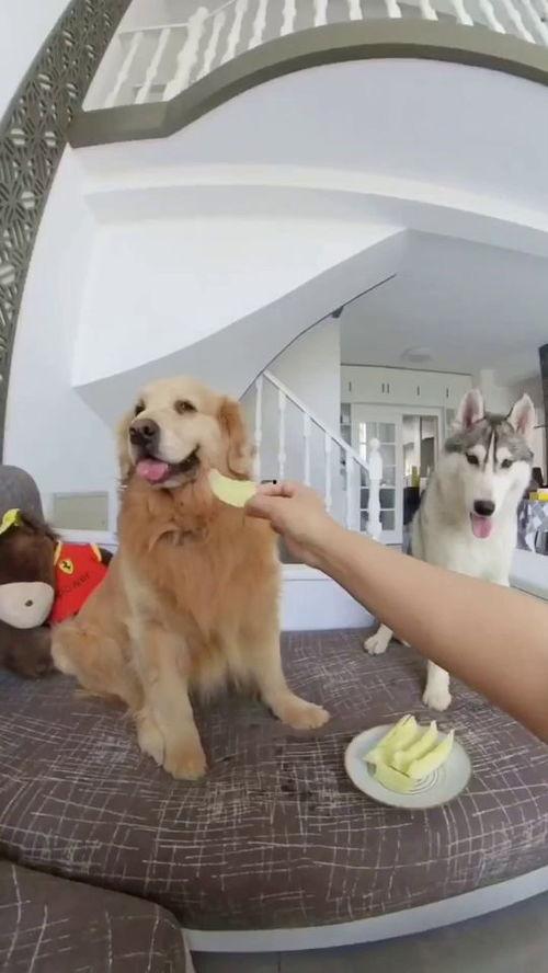 吃瓜狗子视频大全,视频大全趣味盘点  第2张