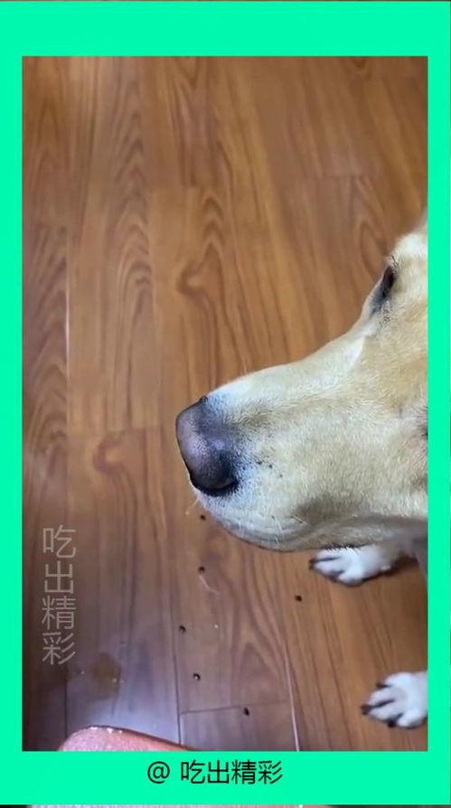 吃瓜狗子视频大全,视频大全趣味盘点  第3张