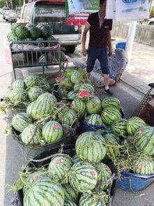 南阳卧龙吃瓜事件视频曝光,视频曝光揭示惊人真相