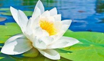 荷花妹妹吃瓜视频大全,趣味横生的娱乐盛宴