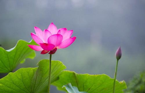 荷花妹妹吃瓜视频大全,趣味横生的娱乐盛宴 第2张 荷花妹妹吃瓜视频大全,趣味横生的娱乐盛宴 第2张