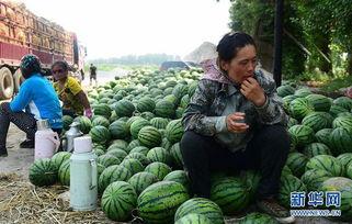 阿坝县吃瓜事件视频,一场引发热议的网络风波  第3张