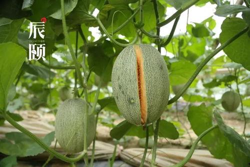 连蜜吃瓜视频,娱乐圈幕后故事大曝光 第2张 连蜜吃瓜视频,娱乐圈幕后故事大曝光 第2张