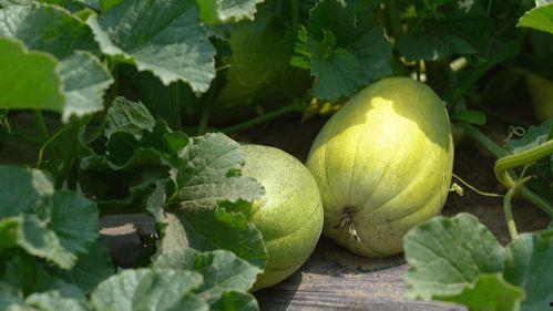 连蜜吃瓜视频,娱乐圈幕后故事大曝光 第3张 连蜜吃瓜视频,娱乐圈幕后故事大曝光 第3张