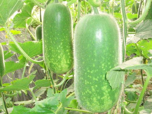 月子吃棱瓜的做法大全视频,营养美味，产后恢复必备