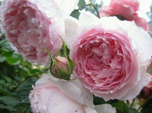 月季瓜怎么吃才好吃视频,视频教你如何烹饪出最佳口感  第3张