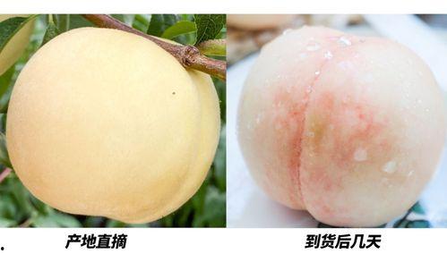 白桃吃瓜大结局视频播放,揭秘剧情高潮与情感归宿