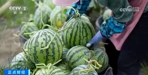 白桃吃瓜大结局视频播放,揭秘剧情高潮与情感归宿 第3张 白桃吃瓜大结局视频播放,揭秘剧情高潮与情感归宿 第3张