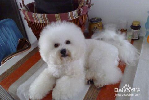 比熊可以吃土耳瓜吗视频,土耳瓜的适宜性探讨