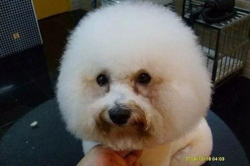 比熊可以吃土耳瓜吗视频,土耳瓜的适宜性探讨 第2张 比熊可以吃土耳瓜吗视频,土耳瓜的适宜性探讨 第2张