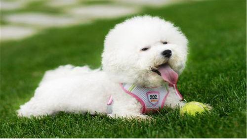 比熊可以吃土耳瓜吗视频,土耳瓜的适宜性探讨 第3张 比熊可以吃土耳瓜吗视频,土耳瓜的适宜性探讨 第3张