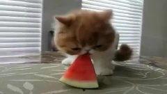 大狗熊搞笑吃瓜视频,笑料横飞！  第3张