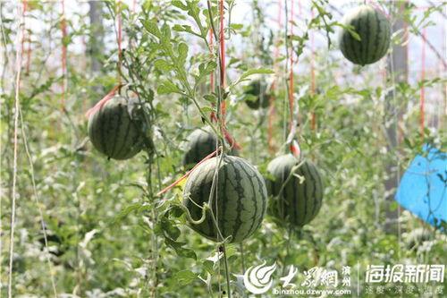 吃瓜视频是从哪里来的  第3张