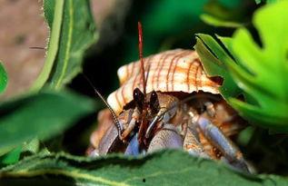 寄居蟹可以吃梨瓜吗视频,揭秘梨瓜成为新宠的秘密 第3张 寄居蟹可以吃梨瓜吗视频,揭秘梨瓜成为新宠的秘密 第3张