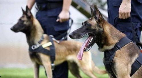 马犬可以吃小瓜吗视频,揭秘小瓜的适宜性