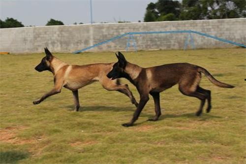 马犬可以吃小瓜吗视频,揭秘小瓜的适宜性 第3张 马犬可以吃小瓜吗视频,揭秘小瓜的适宜性 第3张