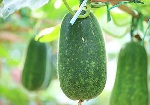 种的瓜种子可以吃吗视频,揭秘可食用瓜种子的奥秘