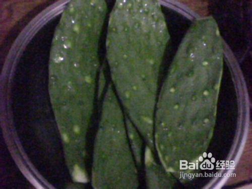 牛大瓜吃仙人掌视频大全,趣味视频大盘点 第2张 牛大瓜吃仙人掌视频大全,趣味视频大盘点 第2张