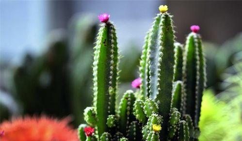 牛大瓜吃仙人掌视频大全,趣味视频大盘点 第3张 牛大瓜吃仙人掌视频大全,趣味视频大盘点 第3张