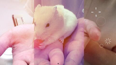 鼠鼠吃瓜视频,揭秘网络热梗背后的趣味与思考 第2张 鼠鼠吃瓜视频,揭秘网络热梗背后的趣味与思考 第2张