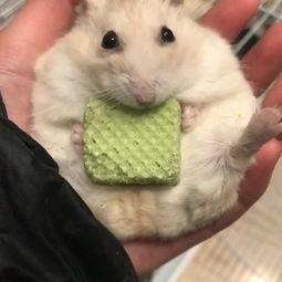 鼠鼠吃瓜视频,揭秘网络热梗背后的趣味与思考 第3张 鼠鼠吃瓜视频,揭秘网络热梗背后的趣味与思考 第3张