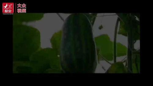 新式群众吃瓜视频,短视频时代的全民娱乐盛宴  第2张